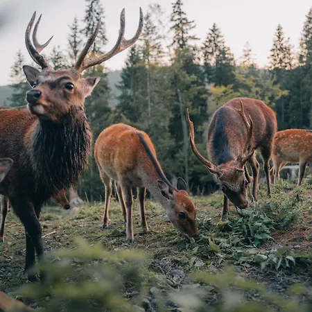 Schwarzwaldglueck Lejlighed