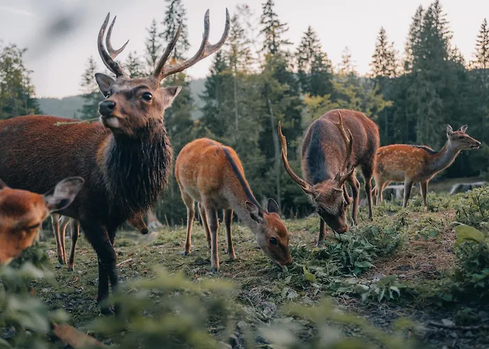 Schwarzwaldglueck Lejlighed